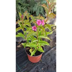 Vajgela (Вајгела) — sadnica iz rasadnika Floriven