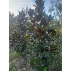 Zimzelena magnolija, fotografija iz rasadnika