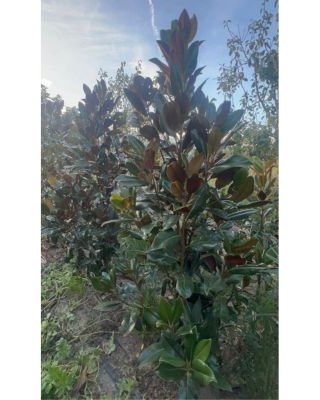 Zimzelena magnolija, fotografija iz rasadnika